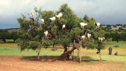 From Marrakesh: Essaouira Full-Day Trip