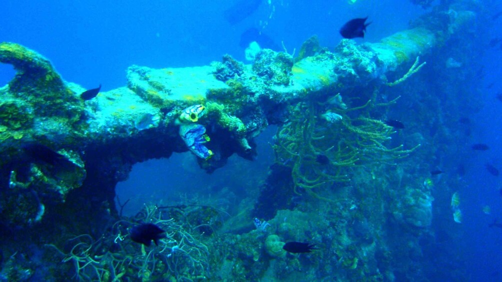 Picture 2 for Activity Coron Reef and Wrecks Tour (Private Tour)