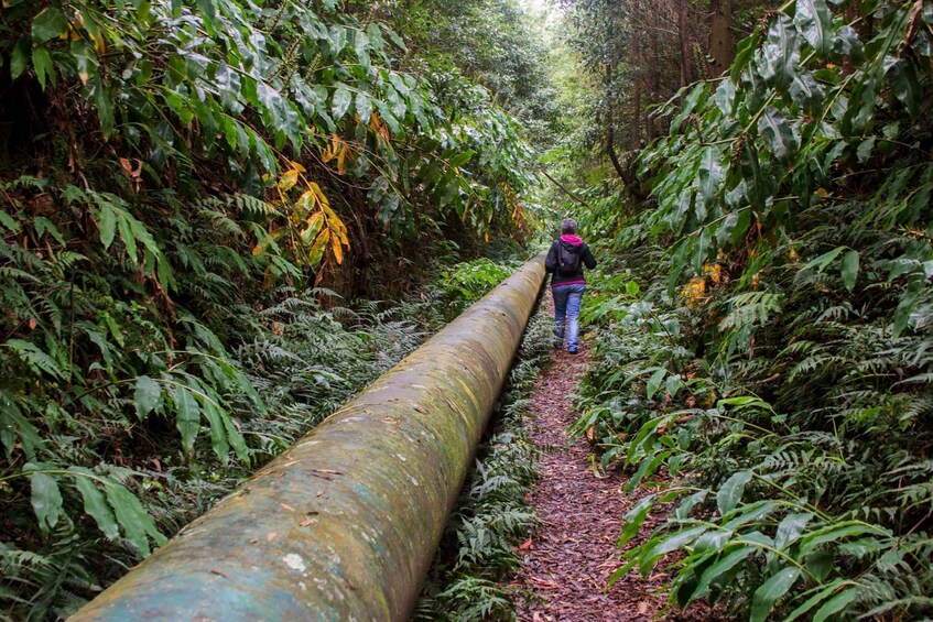 Picture 4 for Activity From Ponta Delgada: Guided Walking Tour to Salto do Cabrito