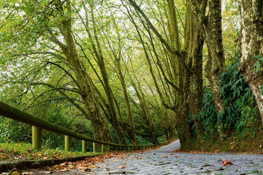 From Ponta Delgada: Guided Walking Tour to Salto do Cabrito