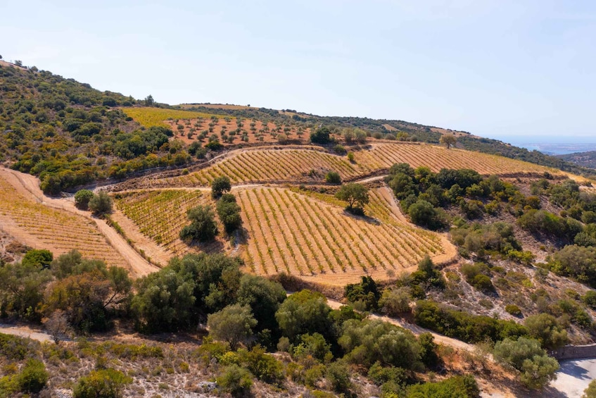 Picture 8 for Activity Kefalonia Highlights Robola Winery, Melissani & Fiscardo
