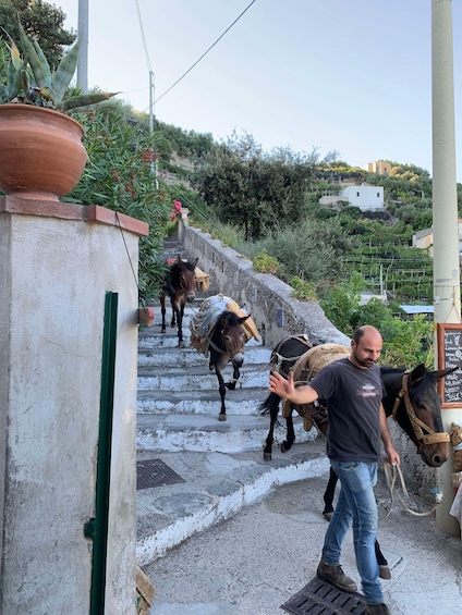 Picture 23 for Activity Maiori: Amalfi Coast Path of Lemons Day Trip with Tastings