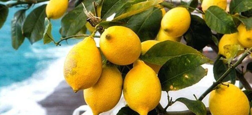 Maiori: Amalfi Coast Path of Lemons Day Trip with Tastings