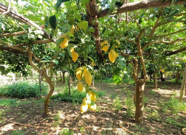 Picture 18 for Activity Maiori: Amalfi Coast Path of Lemons Day Trip with Tastings