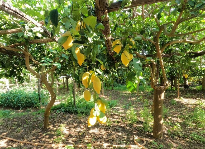 Picture 18 for Activity Maiori: Amalfi Coast Path of Lemons Day Trip with Tastings