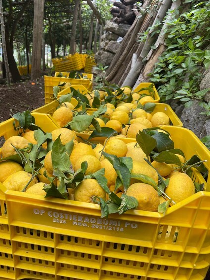 Maiori: Amalfi Coast Path of Lemons Day Trip with Tastings