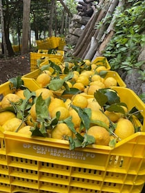 Maiori: excursión de un día a la ruta de los limones por la costa de Amalfi...