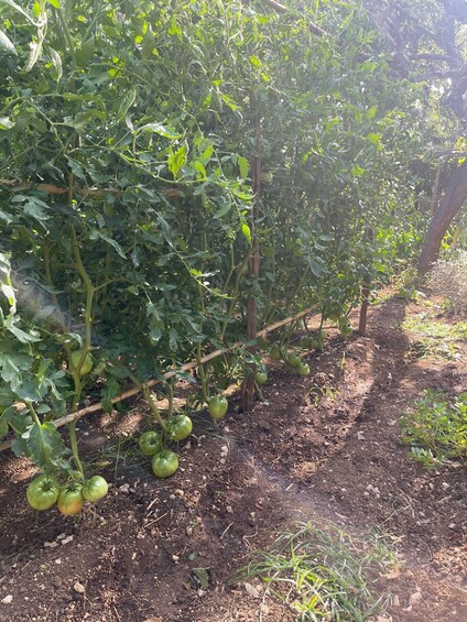Picture 4 for Activity Maiori: Amalfi Coast Path of Lemons Day Trip with Tastings