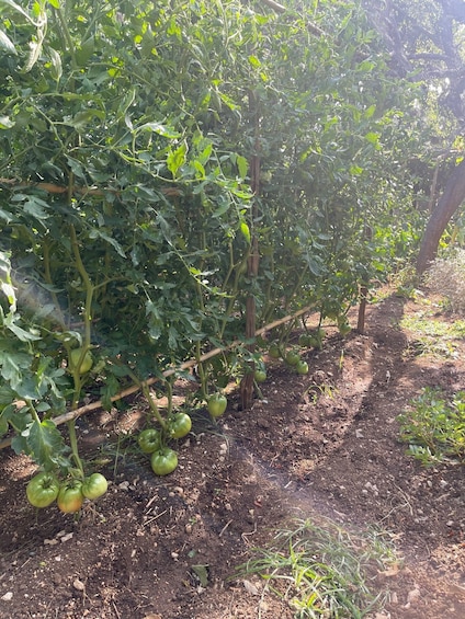 Picture 4 for Activity Maiori: Amalfi Coast Path of Lemons Day Trip with Tastings