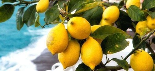 Maiori: Amalfi Coast Path of Lemons Day Trip with Tastings