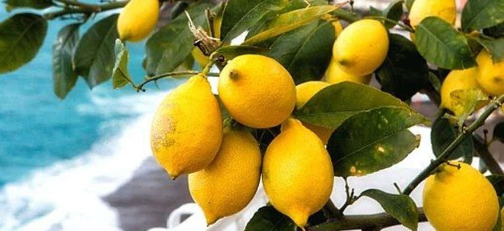 Maiori: Amalfi Coast Path of Lemons Day Trip with Tastings