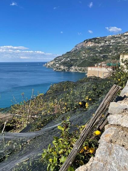 Picture 32 for Activity Maiori: Amalfi Coast Path of Lemons Day Trip with Tastings