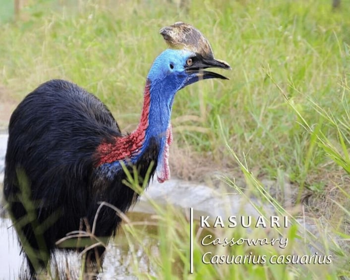 Picture 11 for Activity Safari Lagoi & Eco Farm Bintan