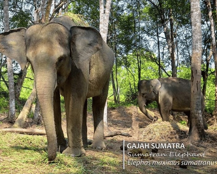 Picture 2 for Activity Safari Lagoi & Eco Farm Bintan