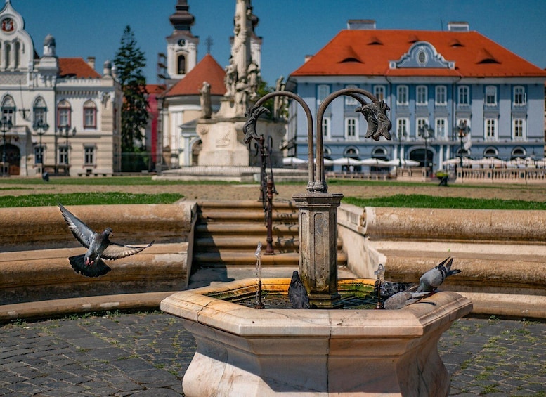 Picture 6 for Activity Timișoara: Best Introductory City Tour with a Local