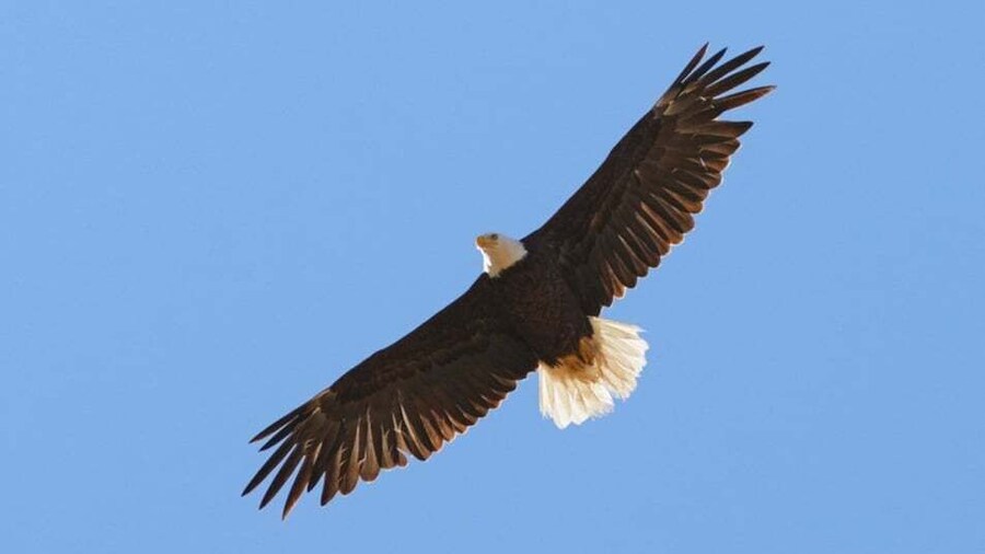 San Luis Obispo: Eagle and Birdwatching Tour by Hummer