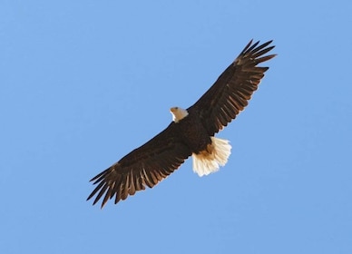 San Luis Obispo: Eagle and Birdwatching Tour by Hummer