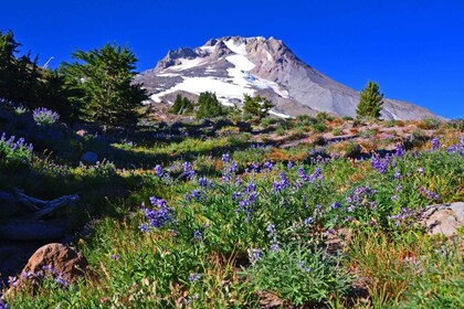 Waterfalls, Wine, and Timberline Tour