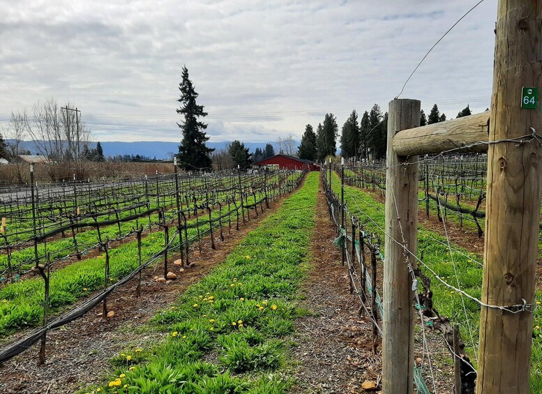 Picture 10 for Activity Waterfalls, Wine, and Timberline Tour