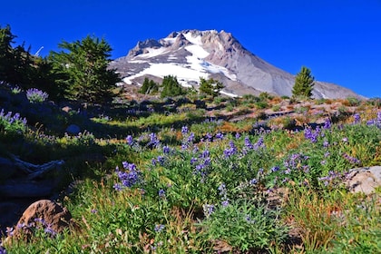 Waterfalls, Wine, and Timberline Tour