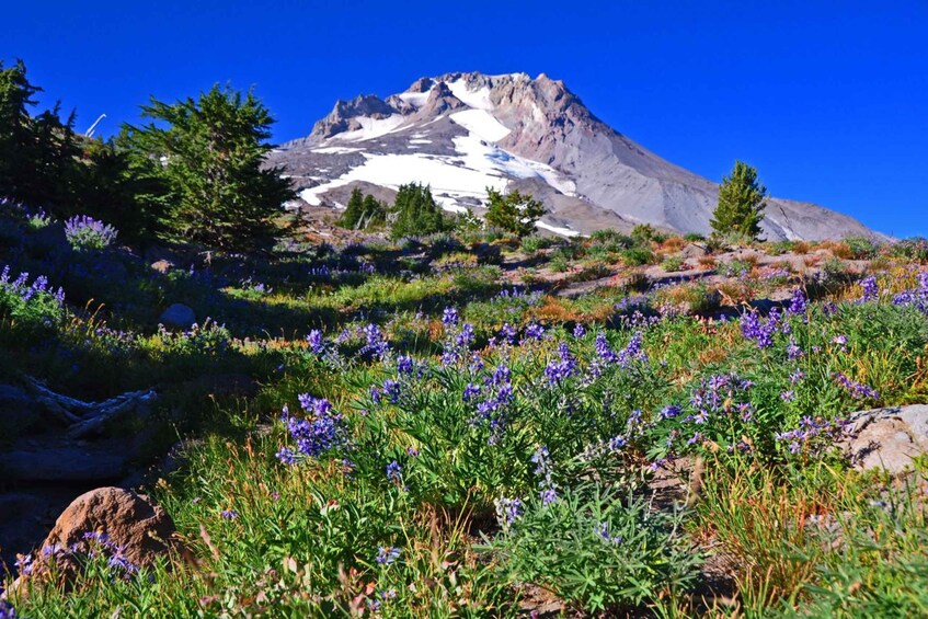 Waterfalls, Wine, and Timberline Tour