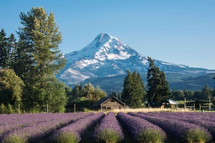 Waterfalls and Wine, plus Mt. Hood's Timberline Tour