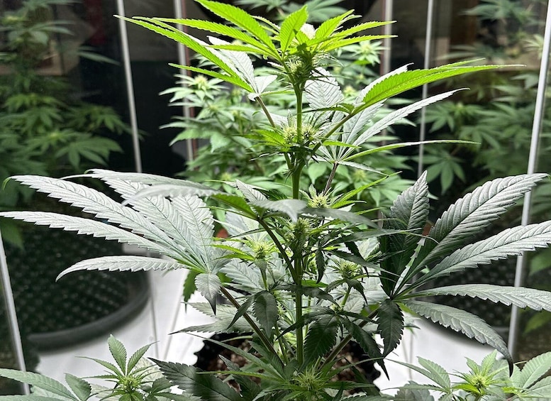 Picture 3 for Activity Amsterdam: Cannabis Museum Entry Ticket