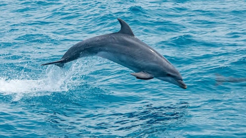 Safari & Boat Tour - Mountains & Dolphins