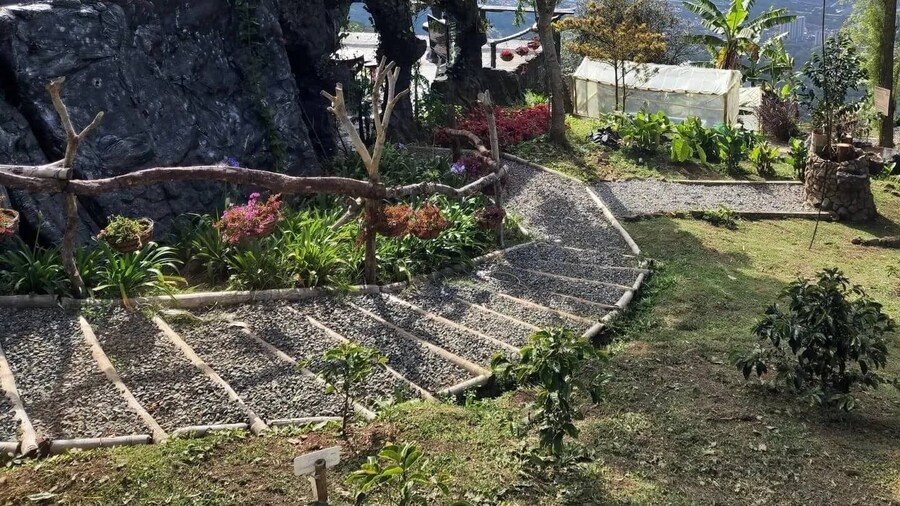 Medellin: Coffee Farm and Barista Workshop Experience