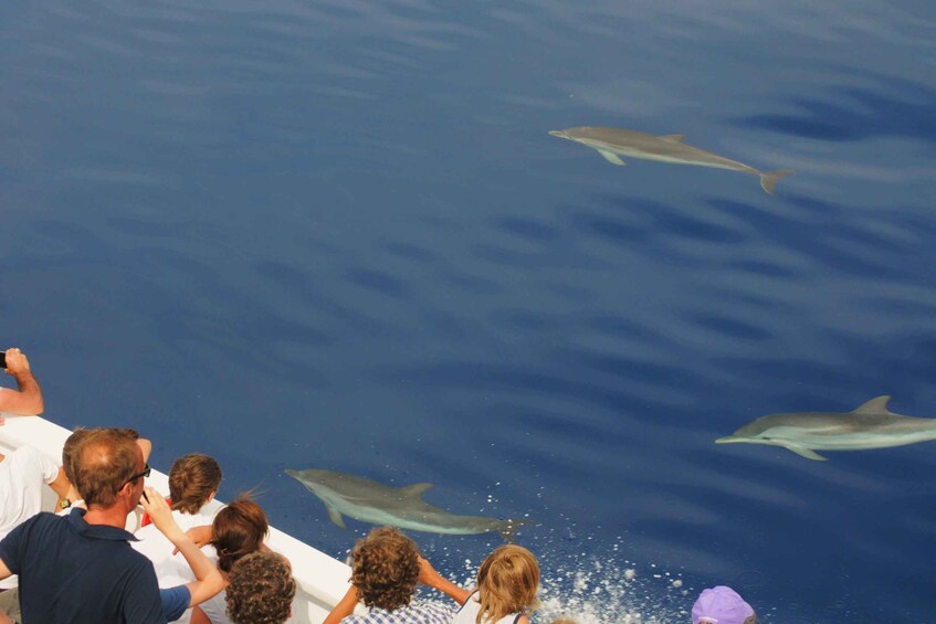 Picture 4 for Activity Genoa: Pelagos Sanctuary Whale Watching Cruise