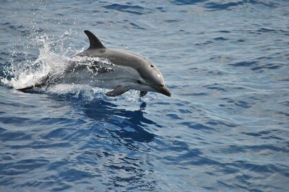 Genua: Walvissafari Pelagos heiligdom