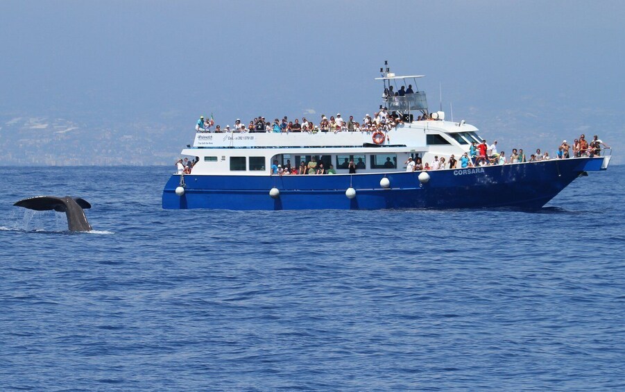 Picture 1 for Activity Genoa: Pelagos Sanctuary Whale Watching Cruise