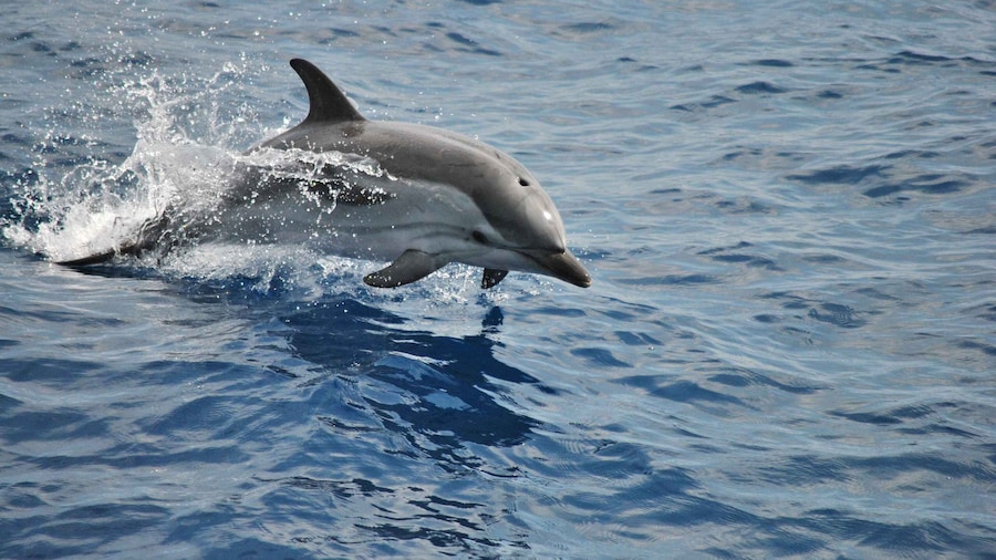 Genoa: Pelagos Sanctuary Whale Watching Cruise