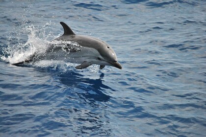 Genua: Walvissafari Pelagos heiligdom