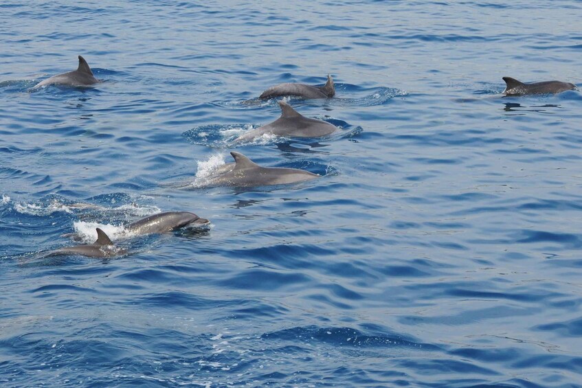 Picture 3 for Activity Genoa: Pelagos Sanctuary Whale Watching Cruise