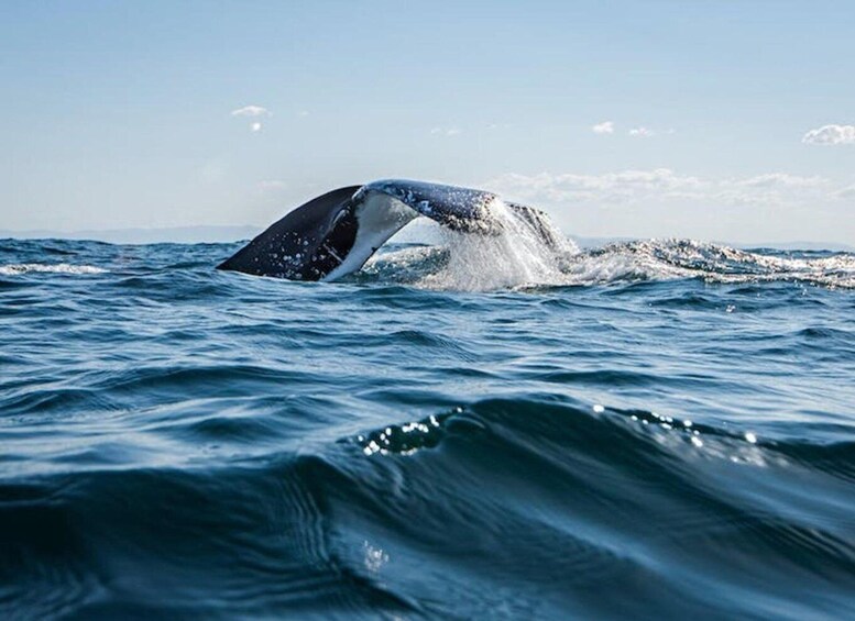 Picture 5 for Activity Gold Coast: Whale Watching