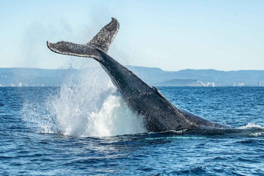 Picture 10 for Activity Gold Coast: Whale Watching