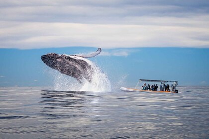 Gold Coast: observación de ballenas