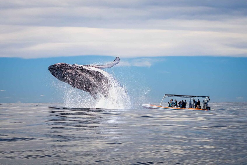 Gold Coast: Whale Watching