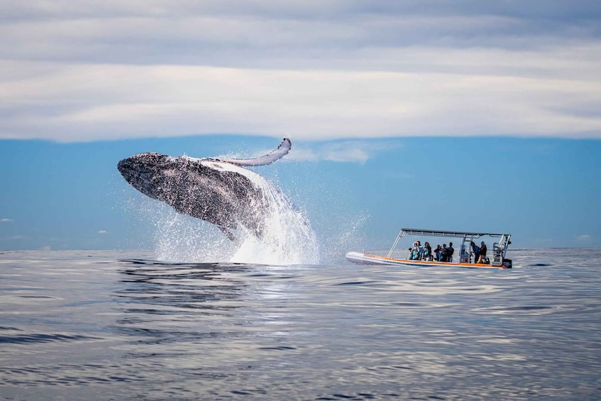 Gold Coast: Whale Watching