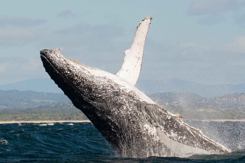 Picture 1 for Activity Gold Coast: Whale Watching