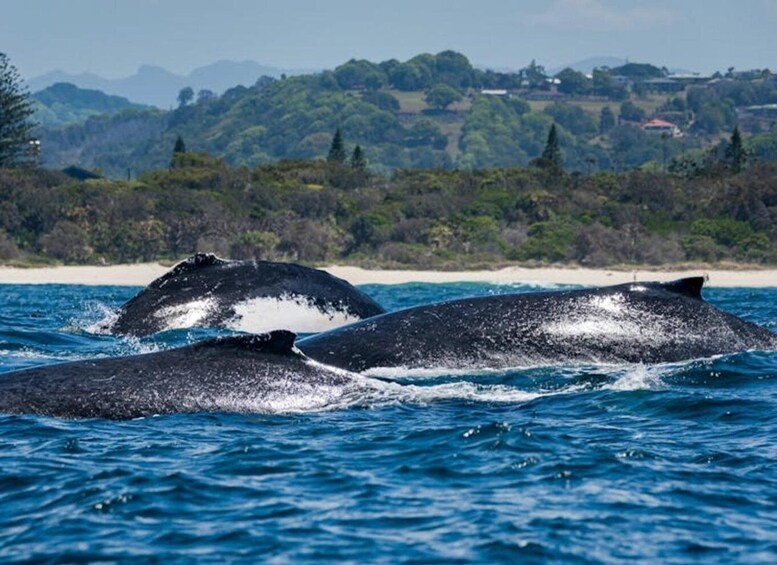 Picture 8 for Activity Gold Coast: Whale Watching