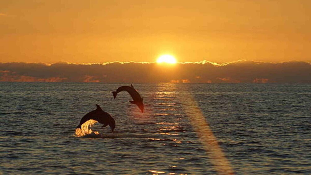 Picture 2 for Activity Private Dolphin tour Sunset in N.P. Brijuni