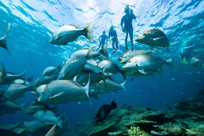 Pula: Swimming & snorkeling Boat Tour