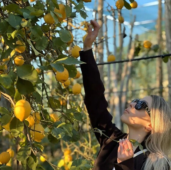 Picture 6 for Activity Sorrento: Lemon Experience with Harvesting and Tasting Tour