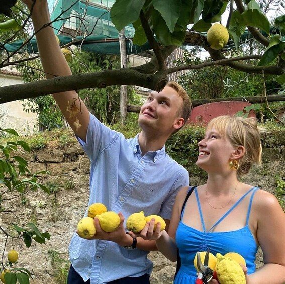 Picture 1 for Activity Sorrento: Lemon Experience with Harvesting and Tasting Tour