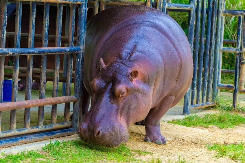 Picture 4 for Activity Rio de Janeiro: BioPark of Rio Entry tickets (Zoo)