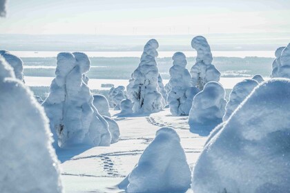 Au départ de Rovaniemi : aventure d'une journée dans la nature sauvage de R...