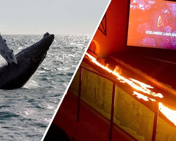 Reykjavik: Whale Watching in Faxaflói Bay & Live Lava Show