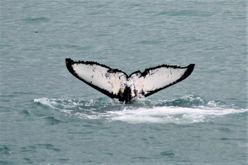 Picture 2 for Activity Reykjavik: Whale Watching in Faxaflói Bay & Live Lava Show